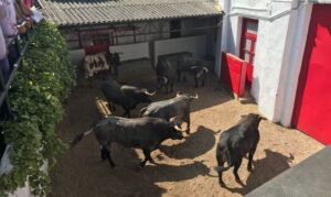 Sorteo Azpeitia, 29 de julio de 2018. Toros de Ana Romero