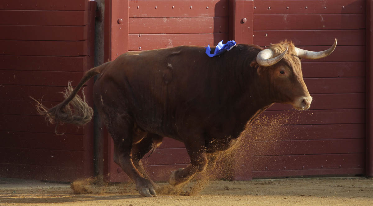 Hagetmau, con ganaderías para su feria de novilladas