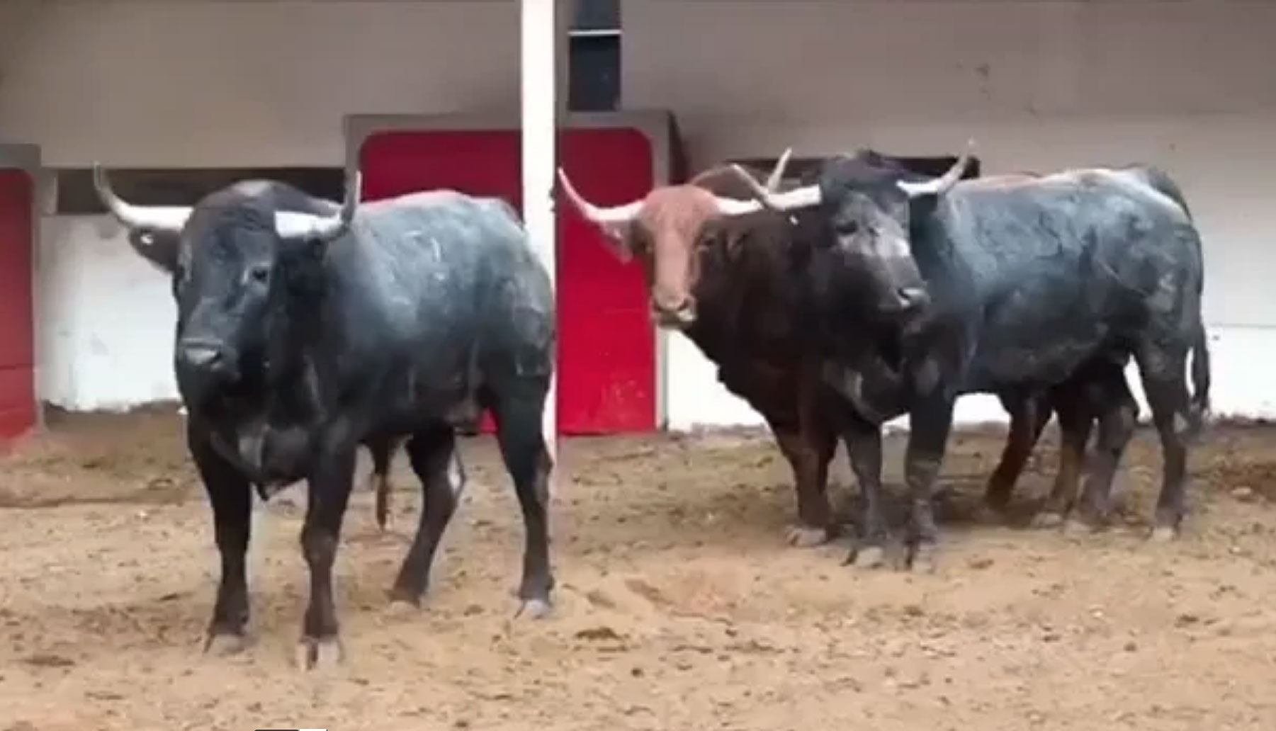 Los toros de Santa Bárbara para este domingo en La México