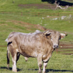 Camada de Juan Pedro Domecq para 2019