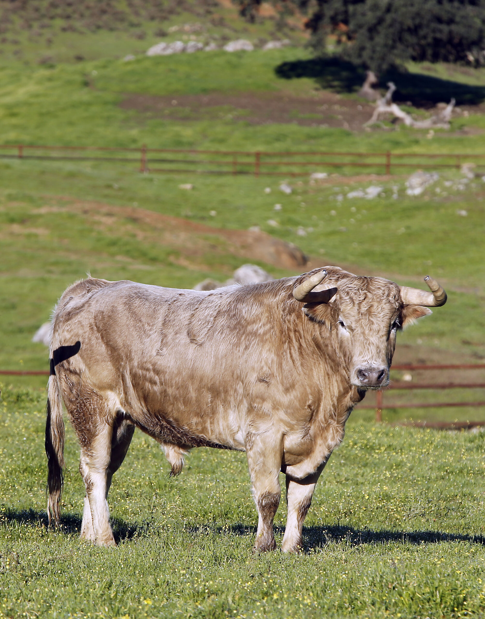 Camada de Juan Pedro Domecq para 2019