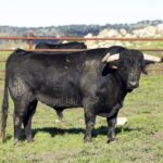 Camada de Juan Pedro Domecq para 2019