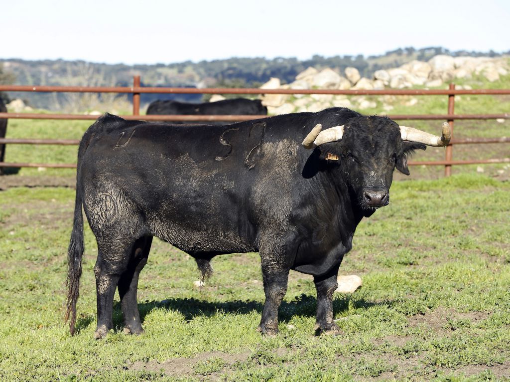 Camada de Juan Pedro Domecq para 2019