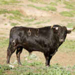 Camada de La Palmosilla para 2019