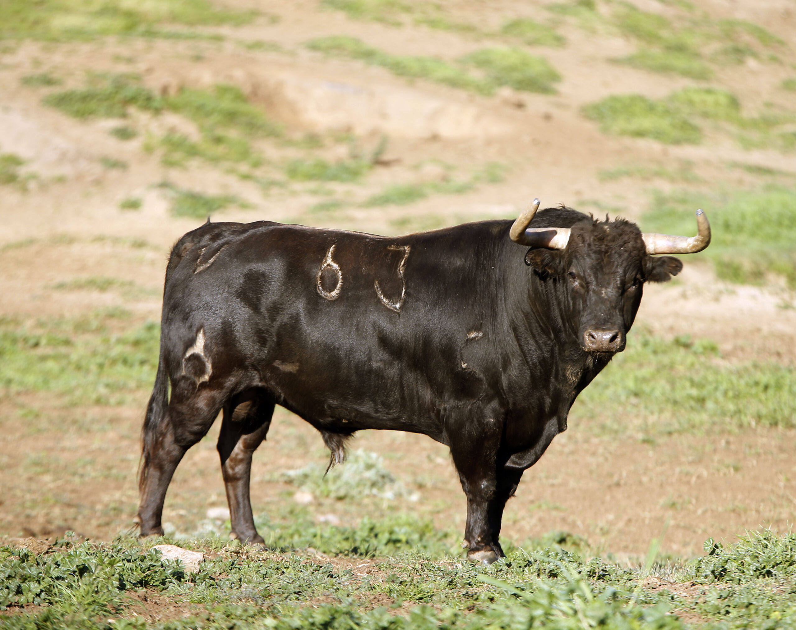 Camada de La Palmosilla para 2019