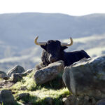 Camada de Juan Pedro Domecq para 2019