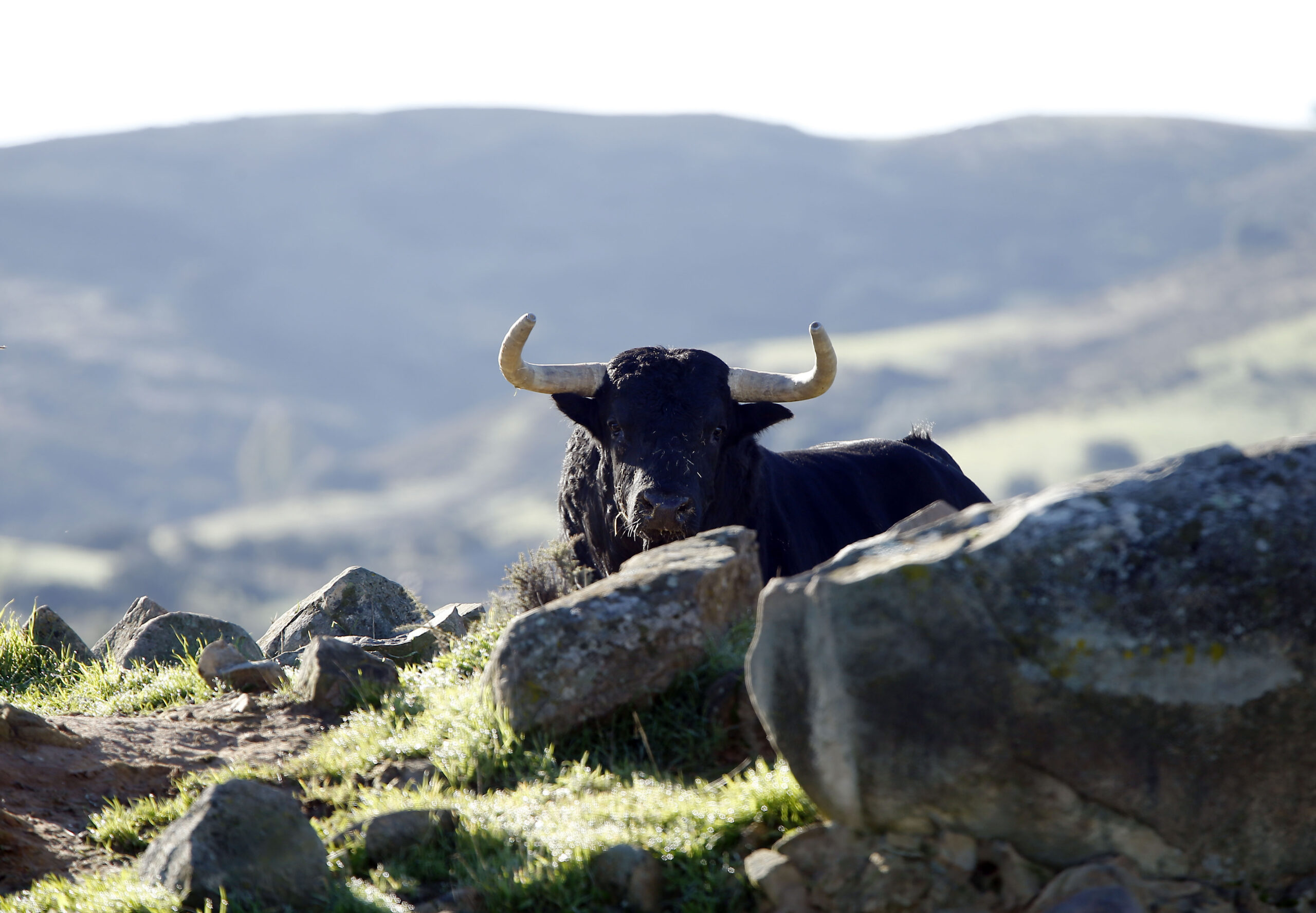 Camada de Juan Pedro Domecq para 2019