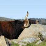 Camada de Juan Pedro Domecq para 2019