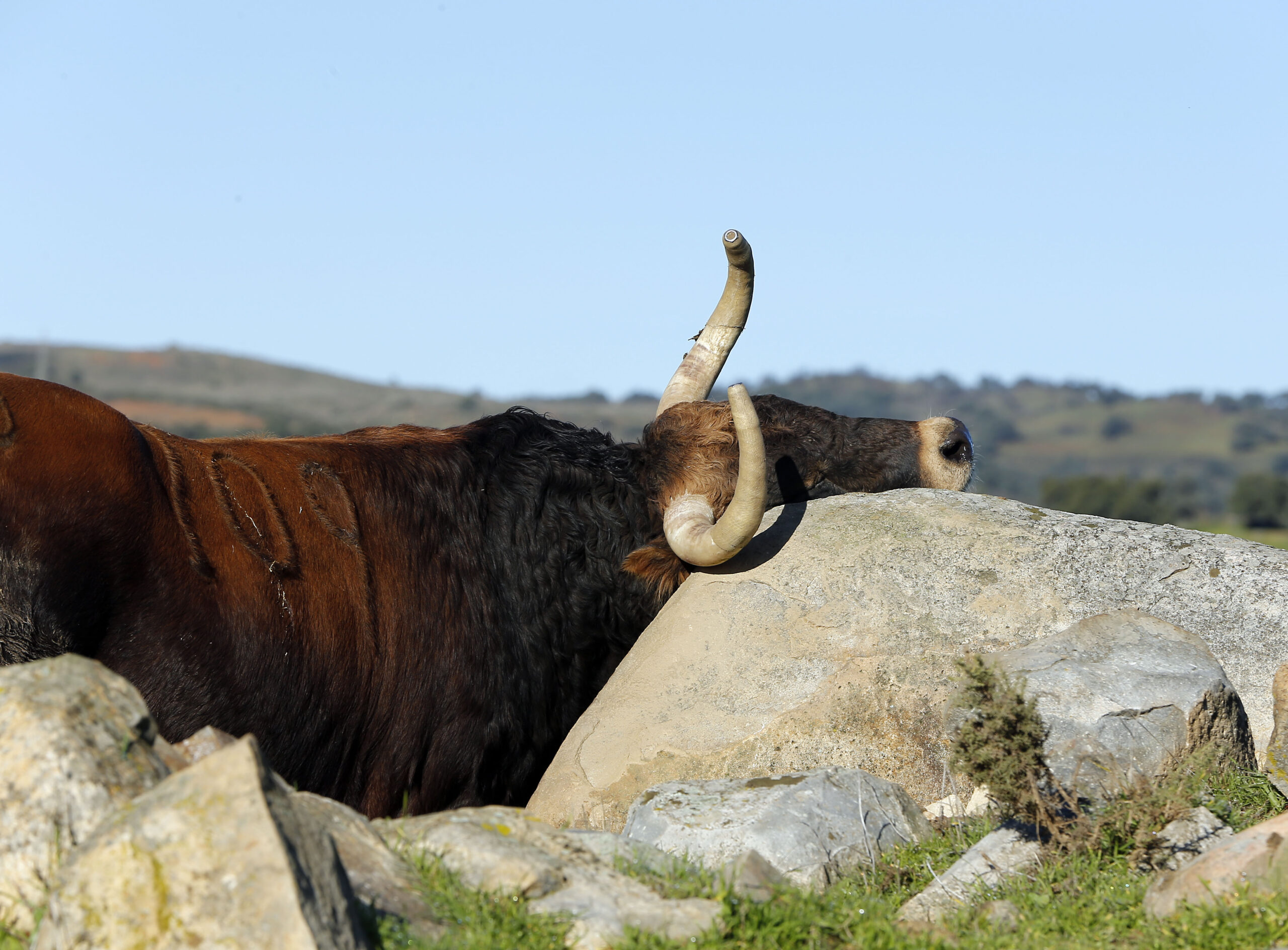 Camada de Juan Pedro Domecq para 2019