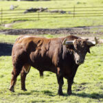 Camada de Juan Pedro Domecq para 2019