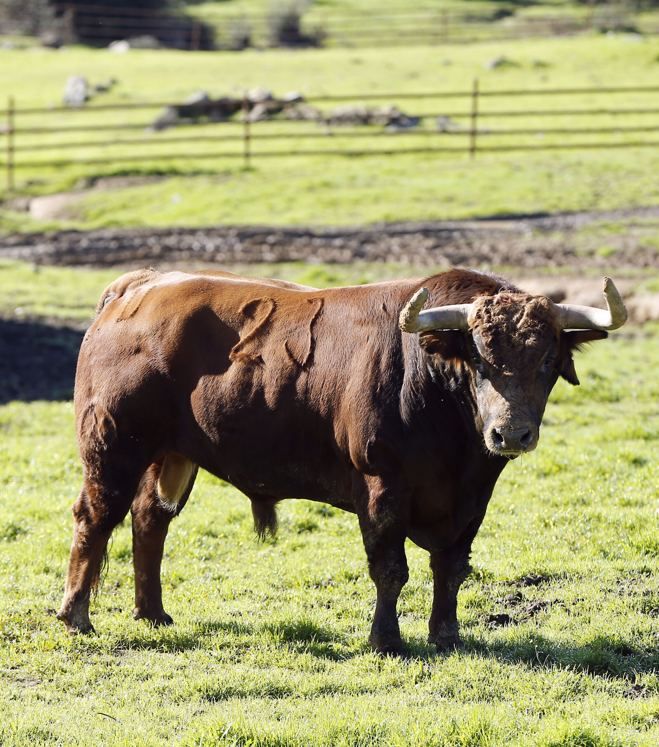 Camada de Juan Pedro Domecq para 2019