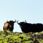 Camada de Juan Pedro Domecq para 2019