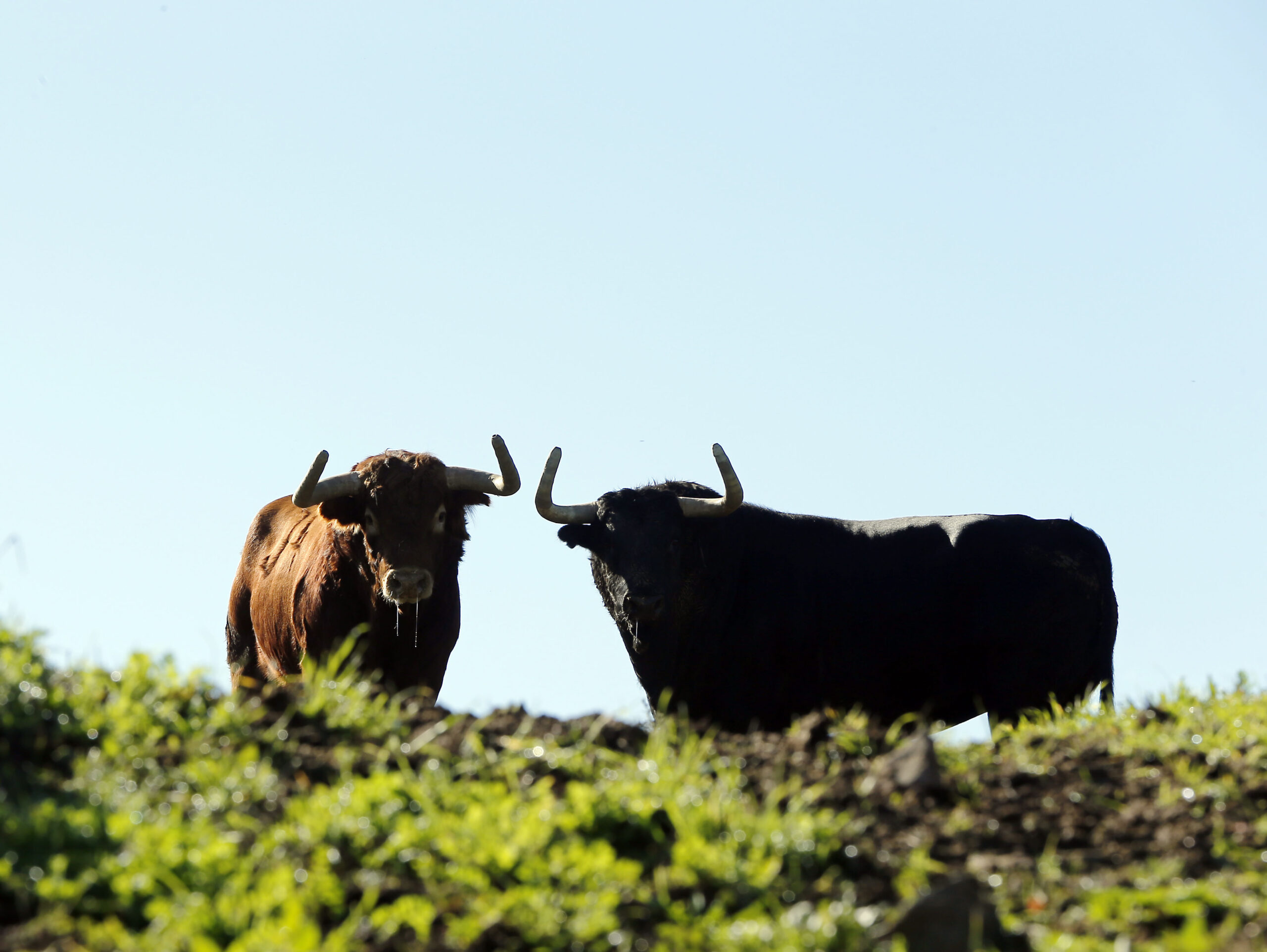Camada de Juan Pedro Domecq para 2019