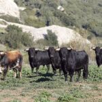 Camada de La Palmosilla para 2019