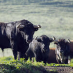 Camada de La Palmosilla para 2019