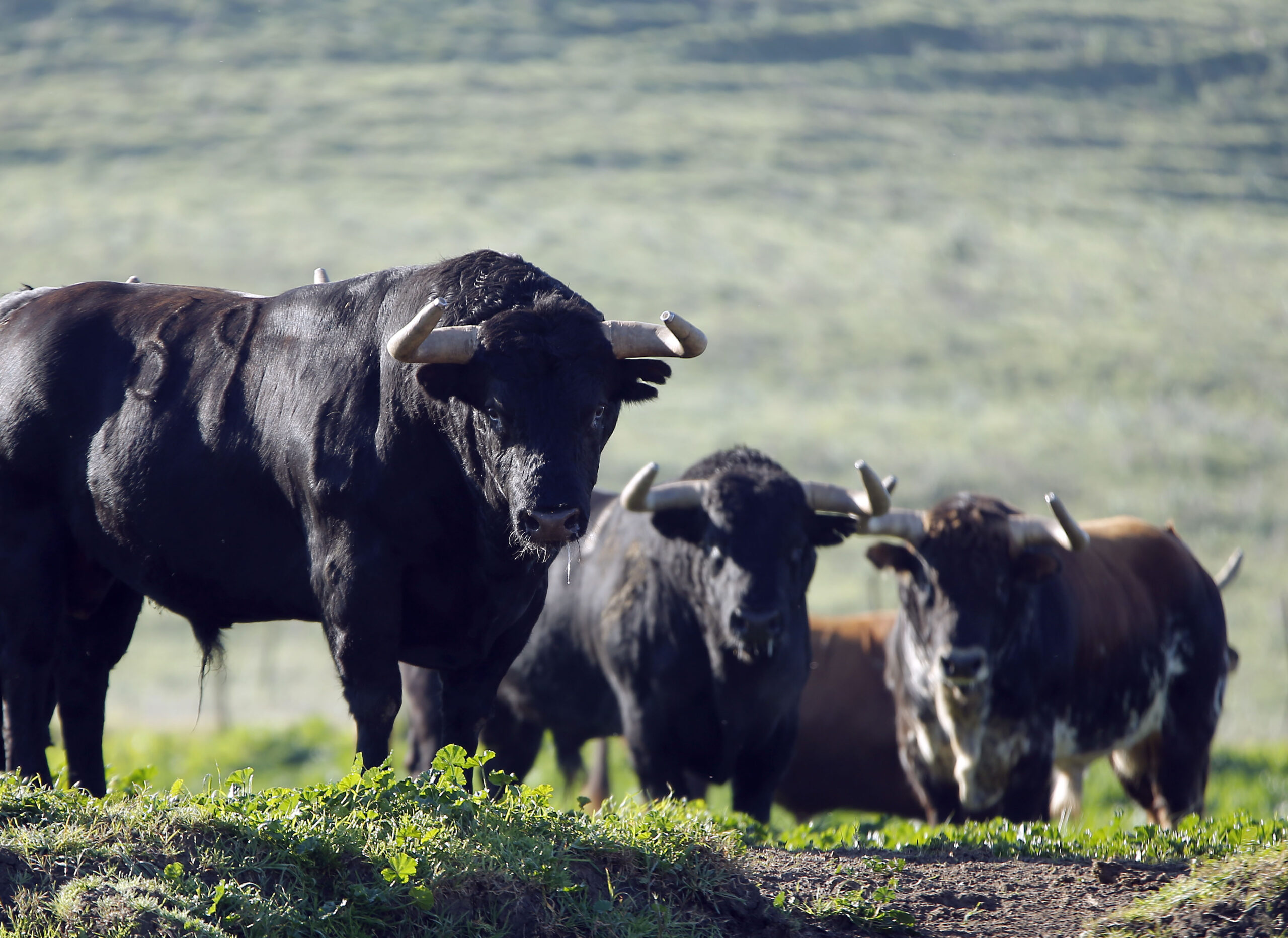 Camada de La Palmosilla para 2019