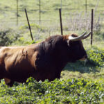 Camada de La Palmosilla para 2019