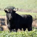 Camada de La Palmosilla para 2019