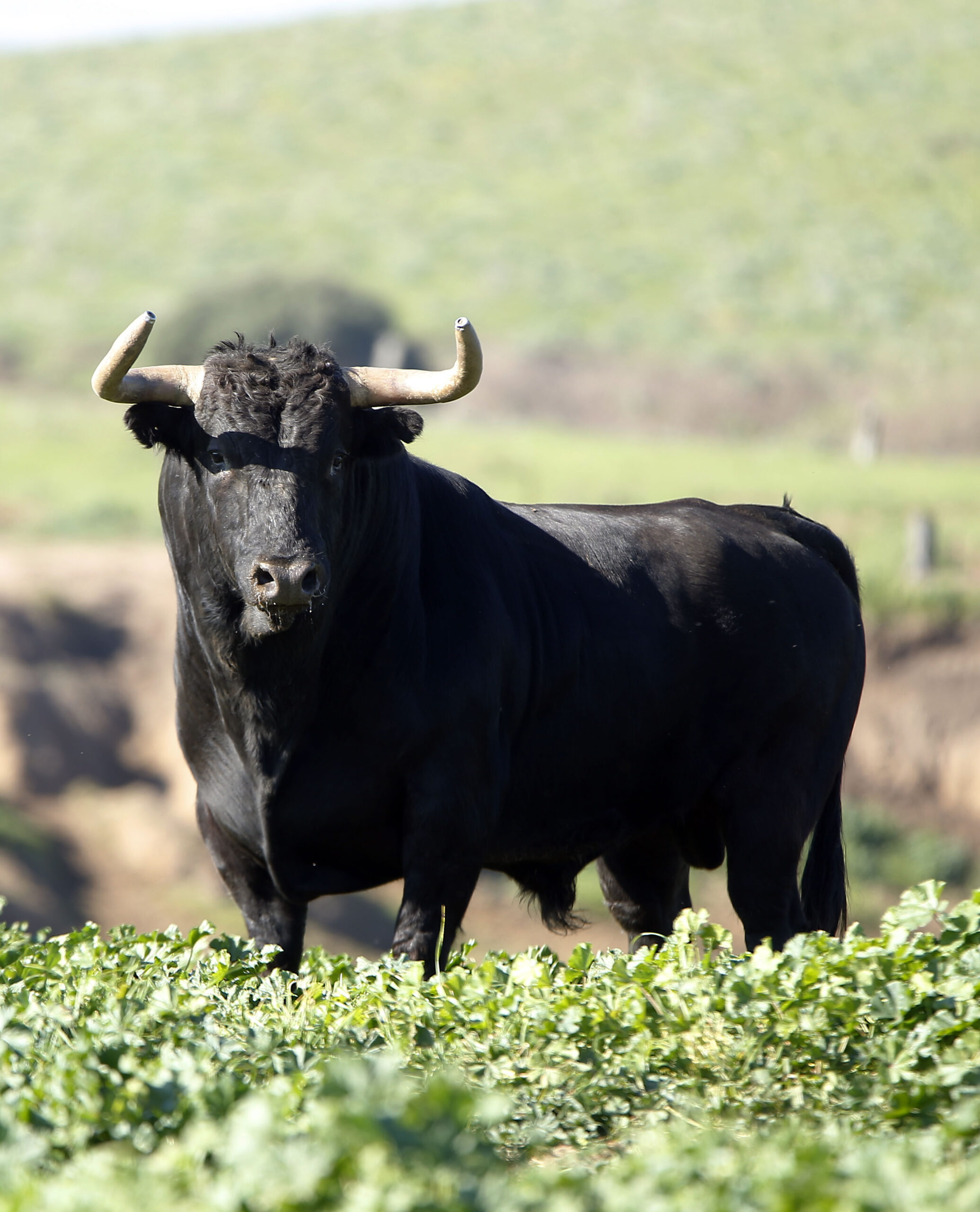 Camada de La Palmosilla para 2019