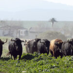 Camada de La Palmosilla para 2019