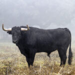 Camada de Valdefresno para 2019