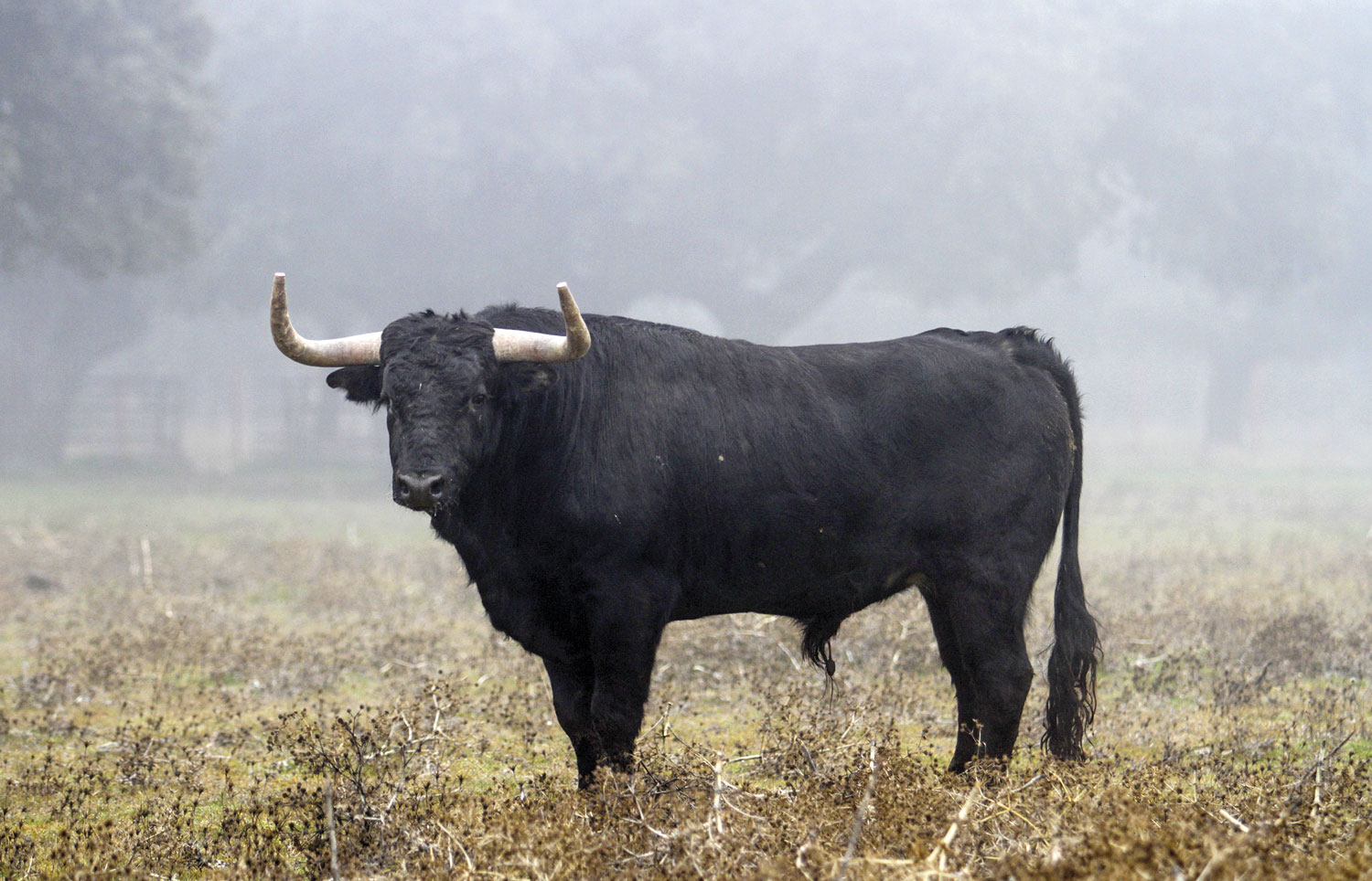 Camada de Valdefresno para 2019