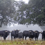 Camada de Valdefresno para 2019