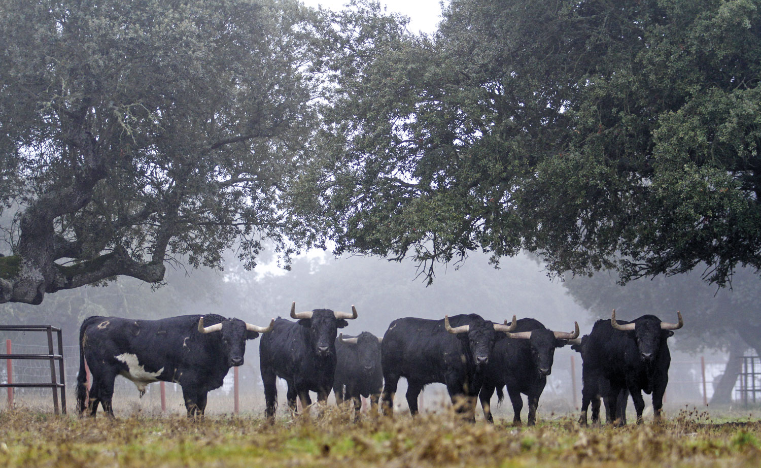 Camada de Valdefresno para 2019