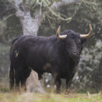 Camada de Valdefresno para 2019