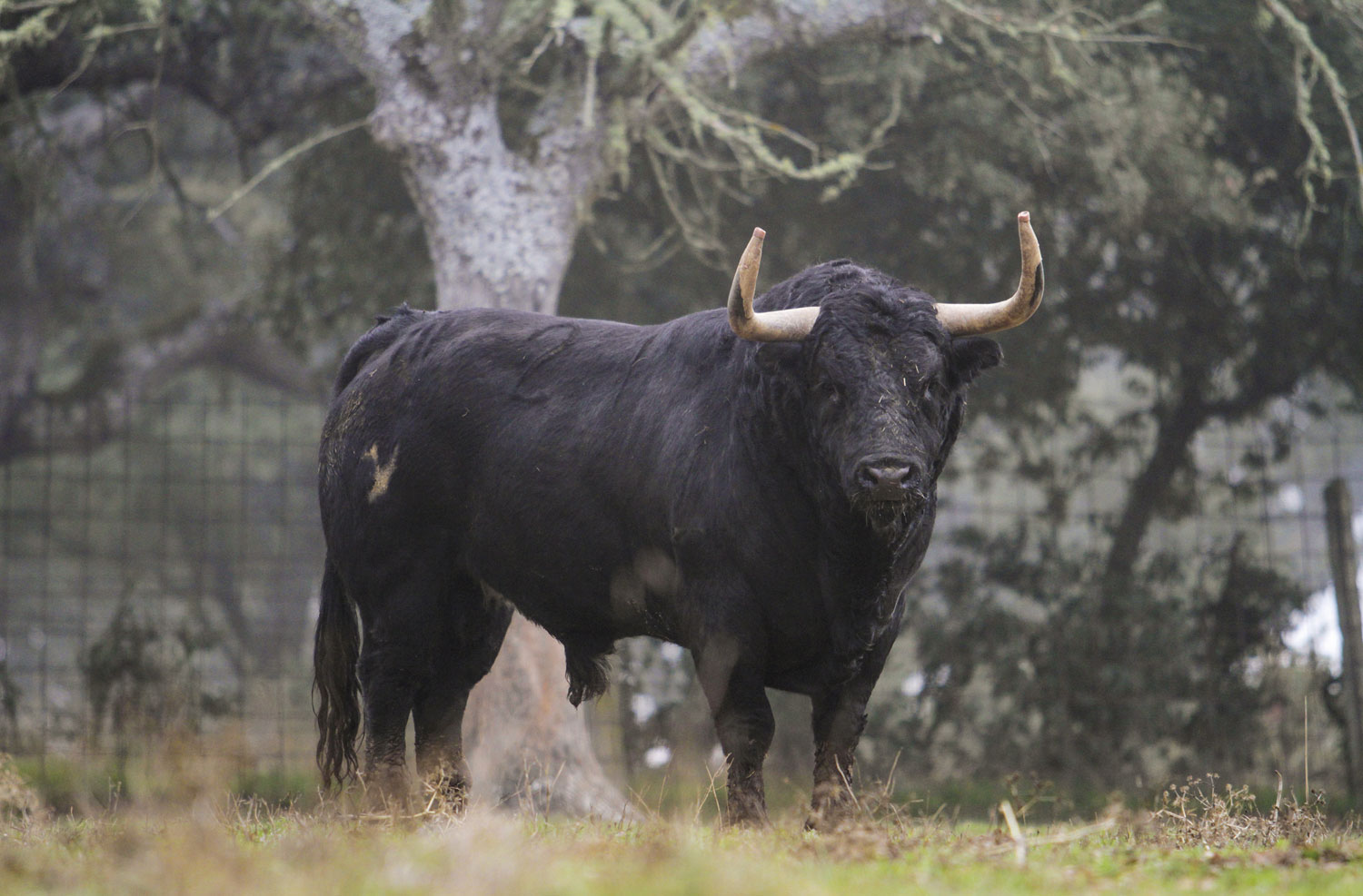 Camada de Valdefresno para 2019
