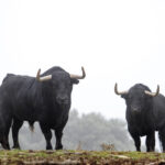 Camada de Valdefresno para 2019