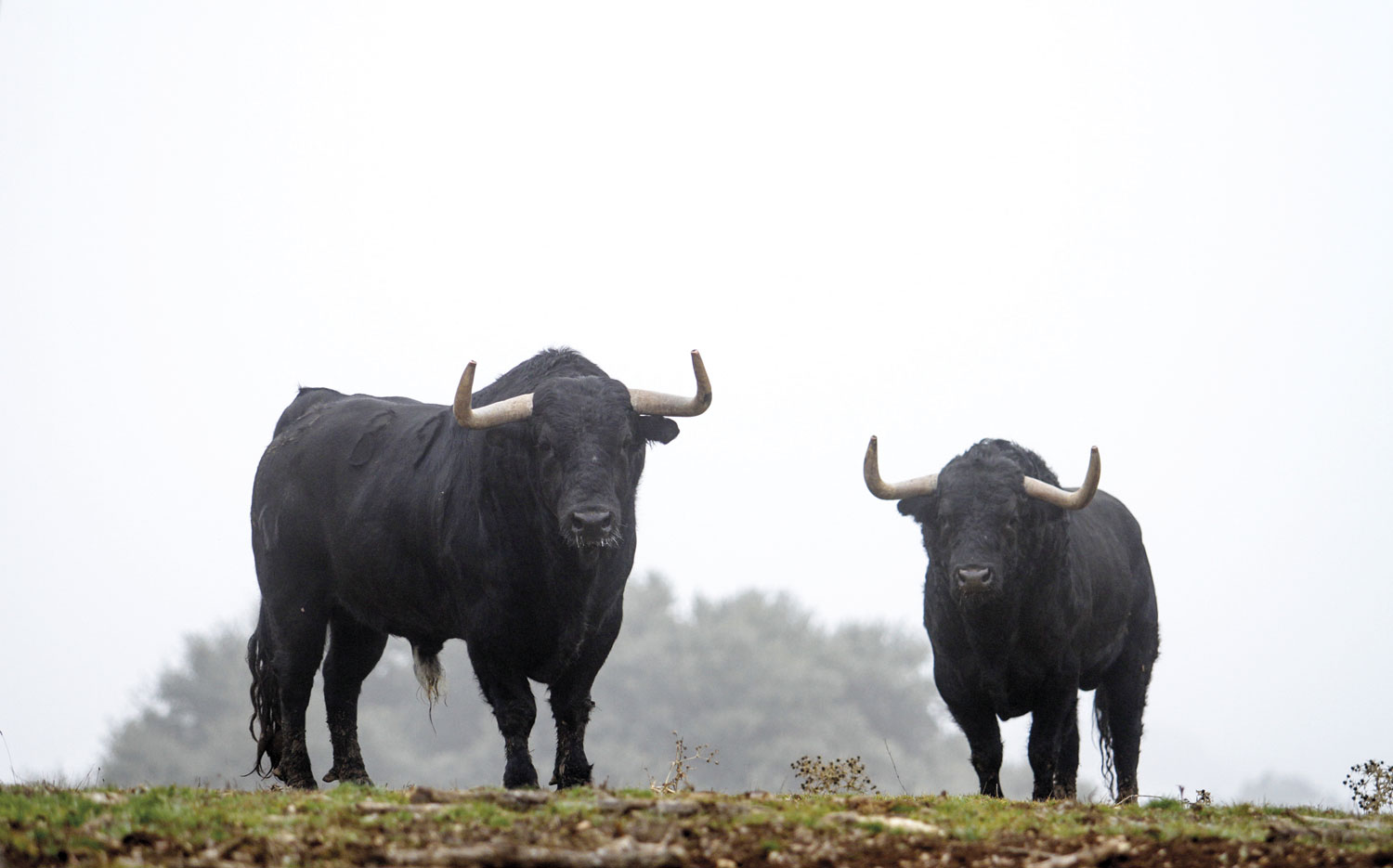 Camada de Valdefresno para 2019