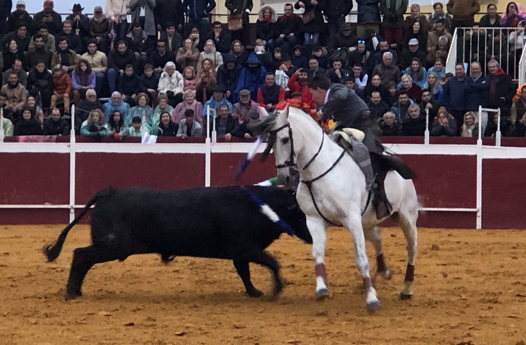 Puebla del Río (Sevilla) - Novillada sin picadores - Fiestas a San Sebastián 2019