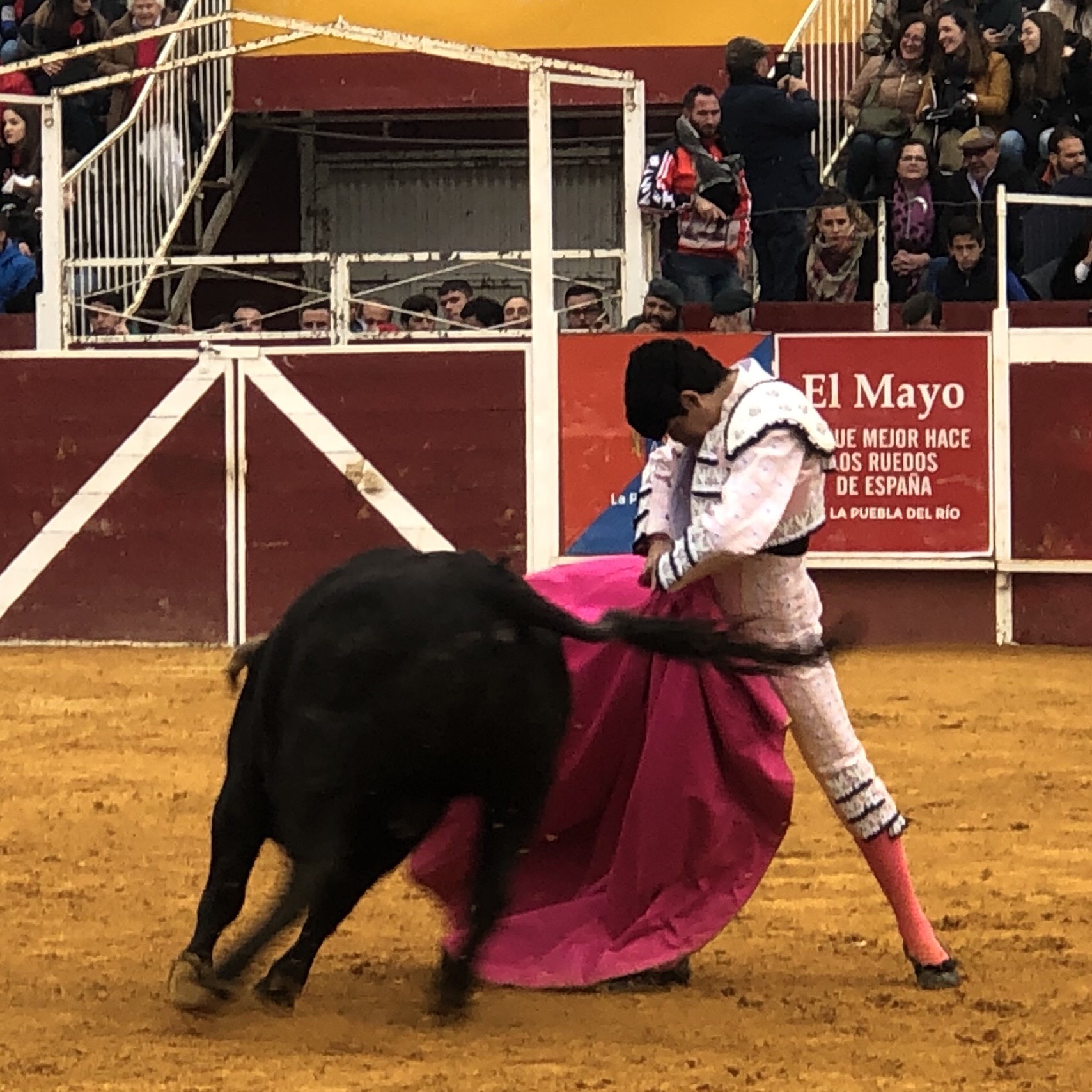 Puebla del Río (Sevilla) - Novillada sin picadores - Fiestas a San Sebastián 2019