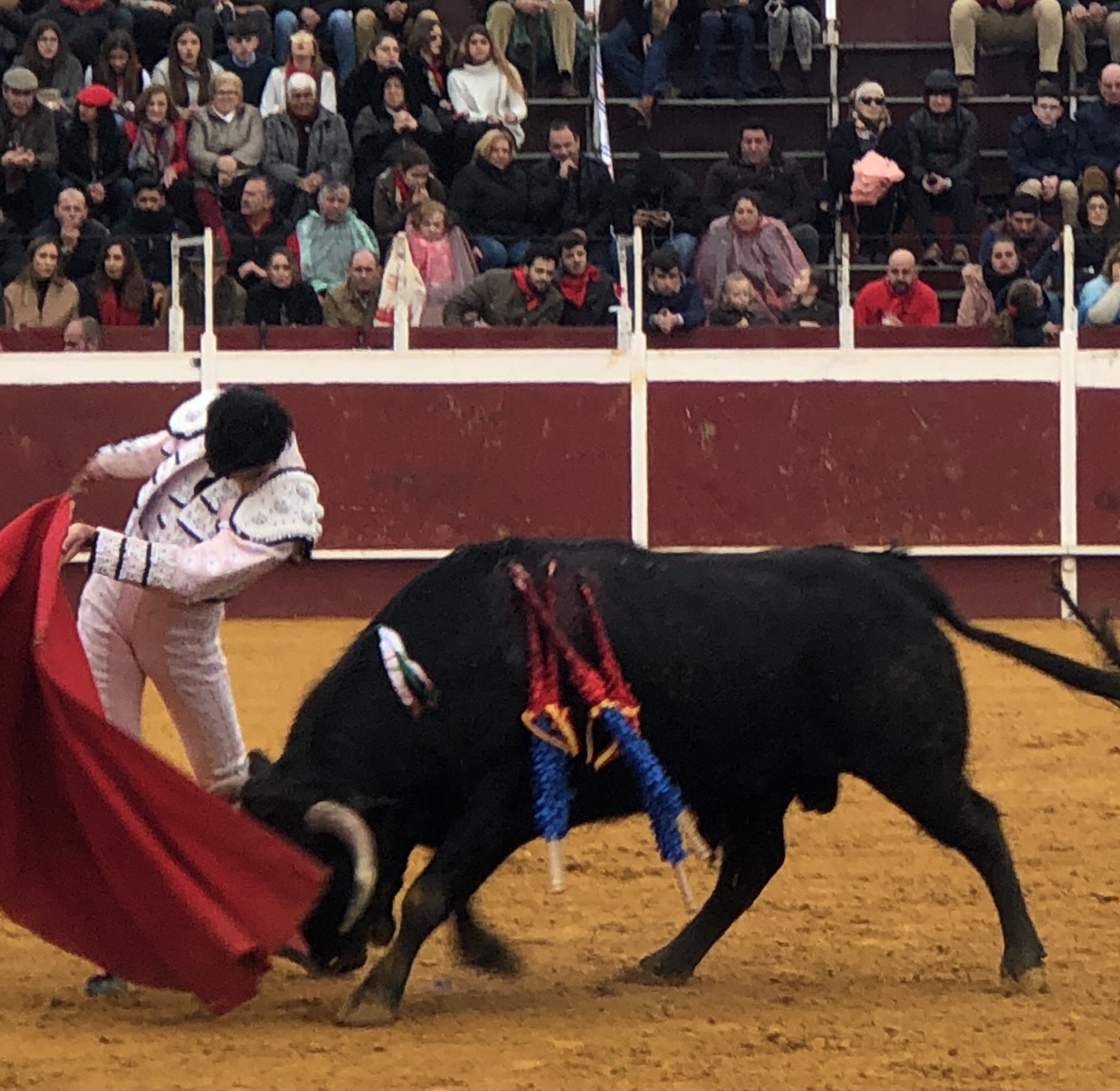 Puebla del Río (Sevilla) - Novillada sin picadores - Fiestas a San Sebastián 2019