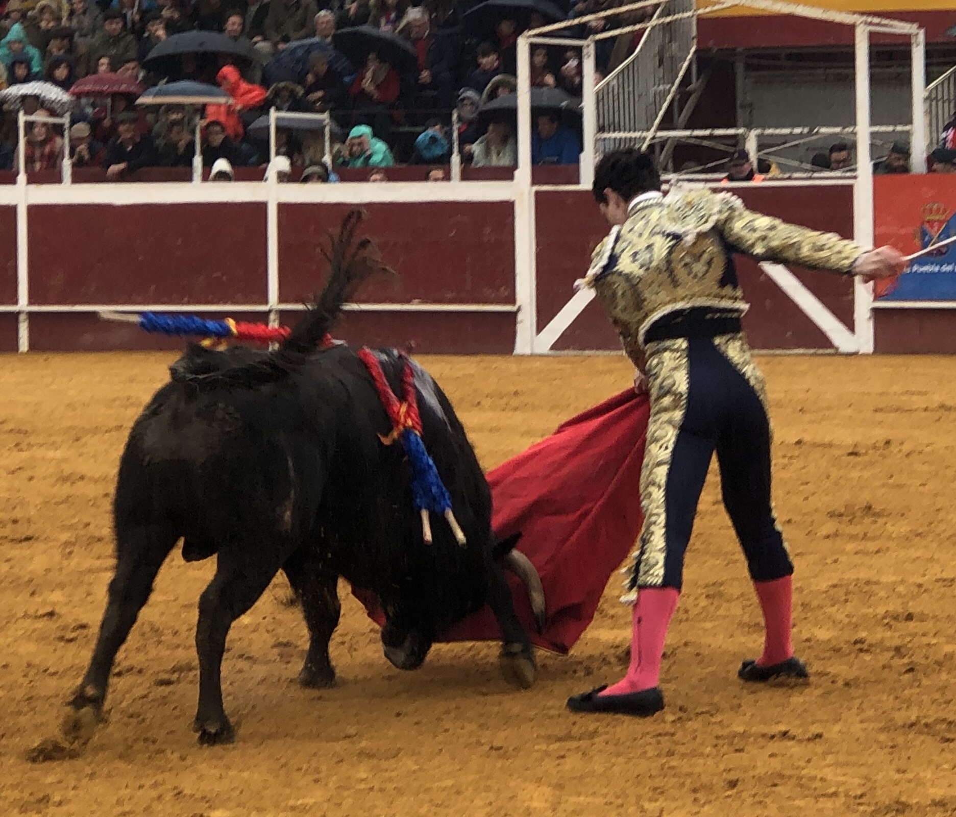 Puebla del Río (Sevilla) - Novillada sin picadores - Fiestas a San Sebastián 2019