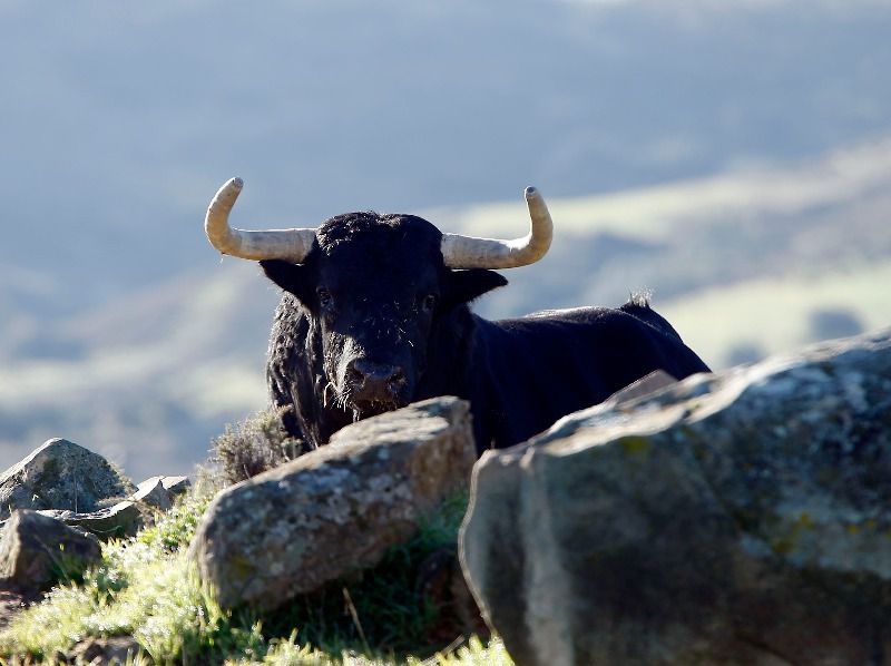Juan Pedro Domecq, dieciséis corridas de toros con doblete incluido en Madrid
