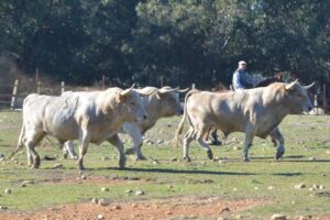 Reportaje campero de Prieto de la Cal. Camada 2018