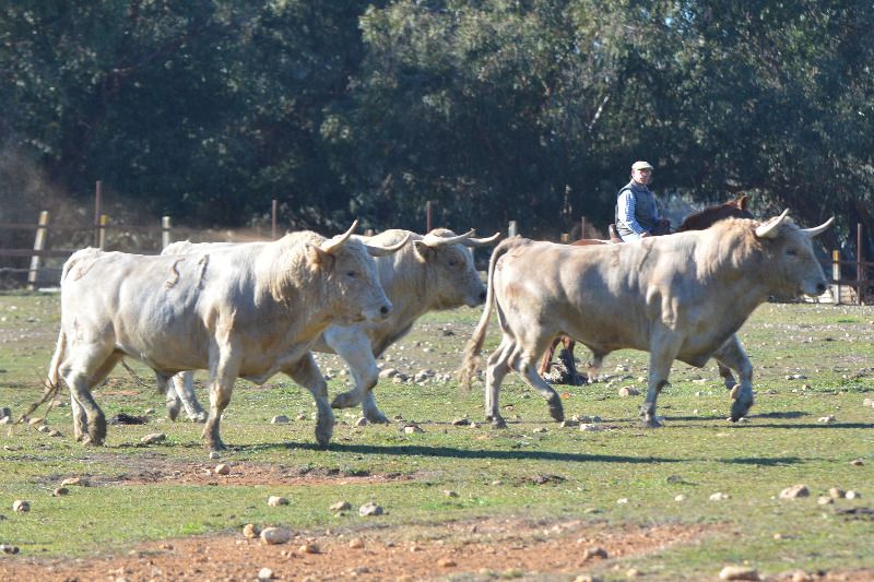 Peralta cierra las ganaderías de las cuatro novilladas de su feria
