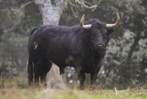 Camada de Valdefresno para 2019