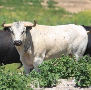 El 73-Romano, reseñado para Valdemorillo.