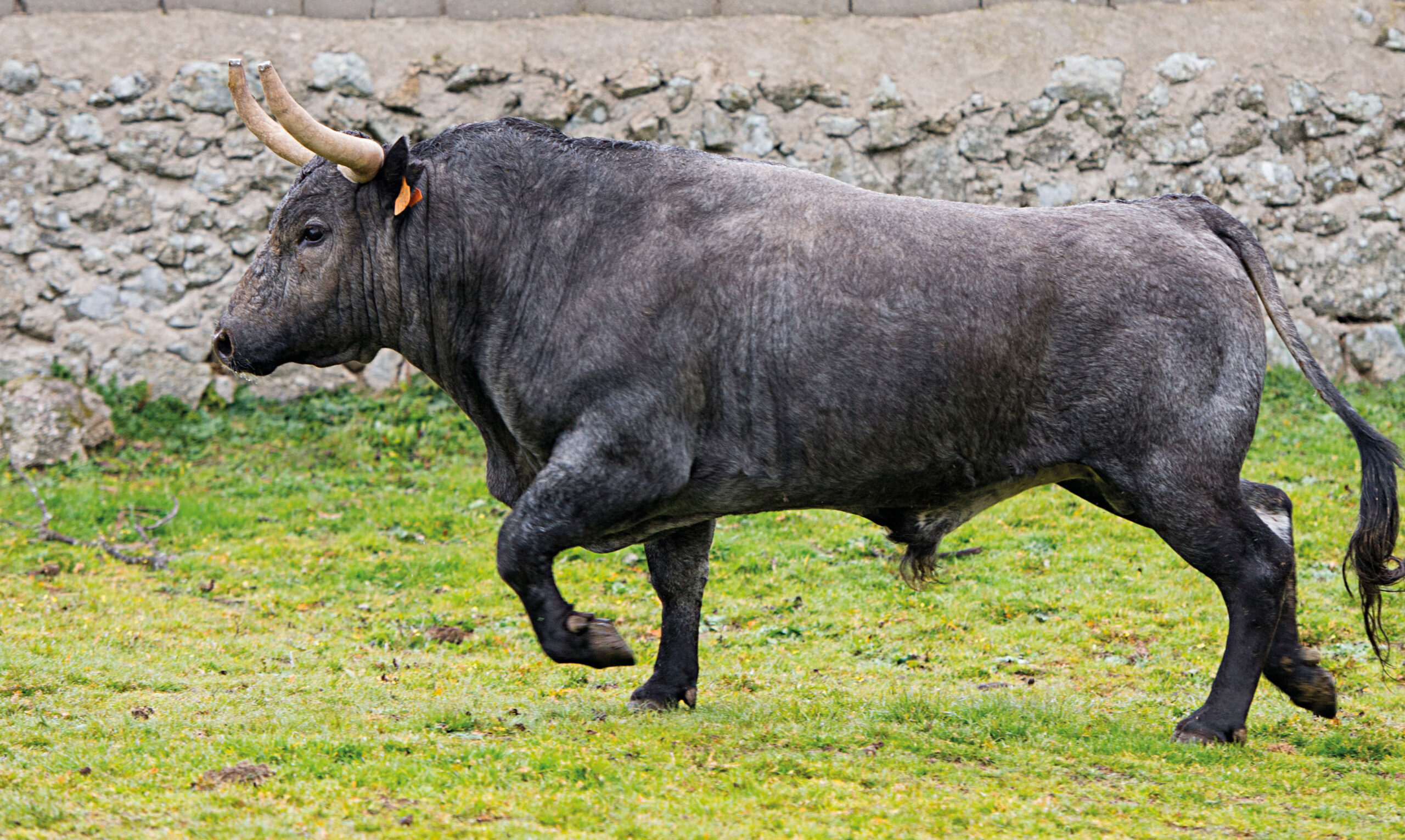 Bravura y personalidad