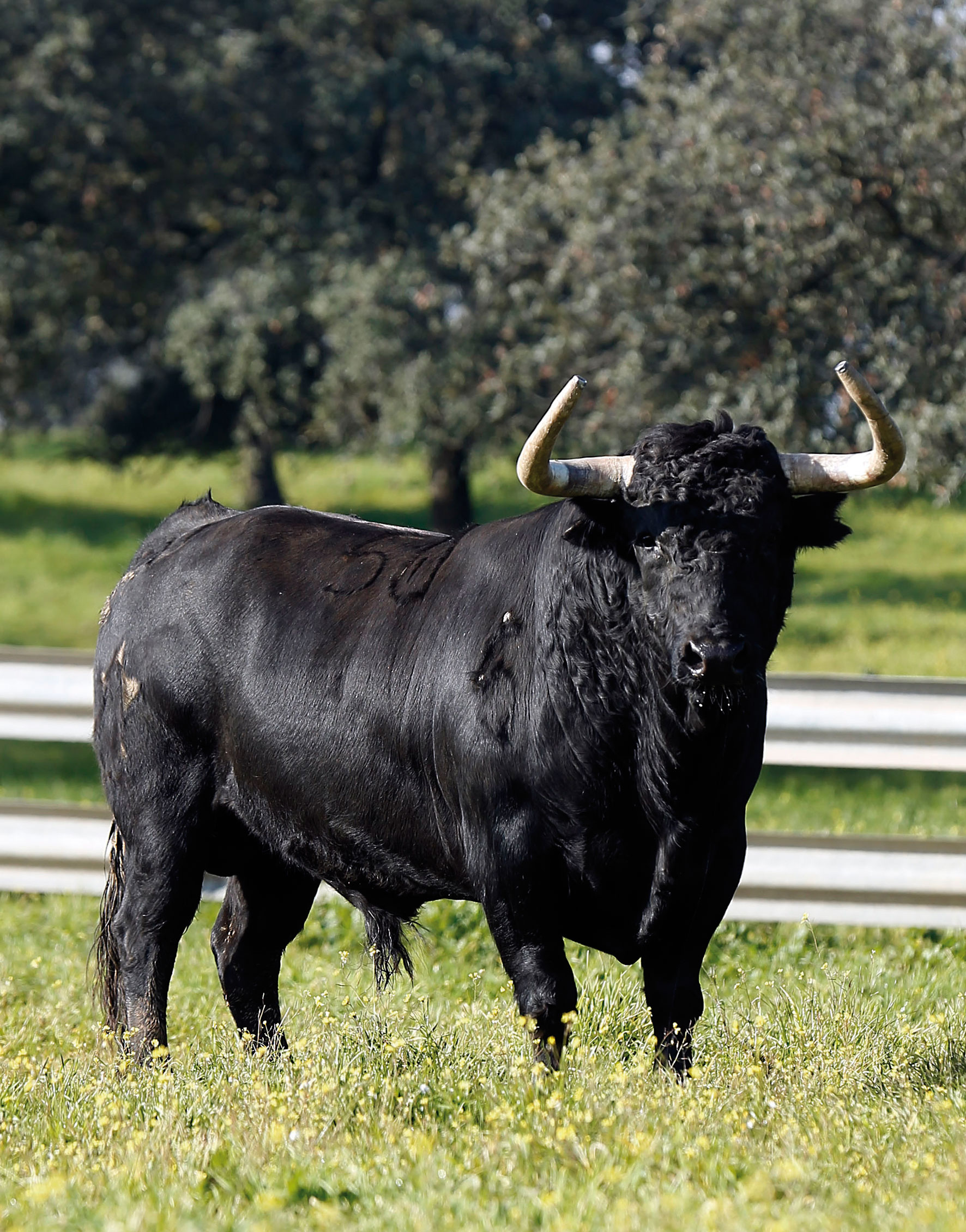 La regularidad, su aval