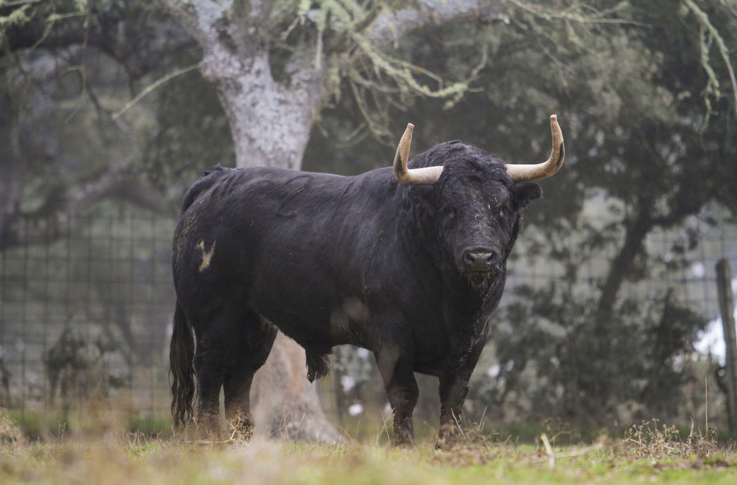 Recupera su nombre de postín