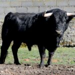 108-Langosto, de Puerto de San Lorenzo