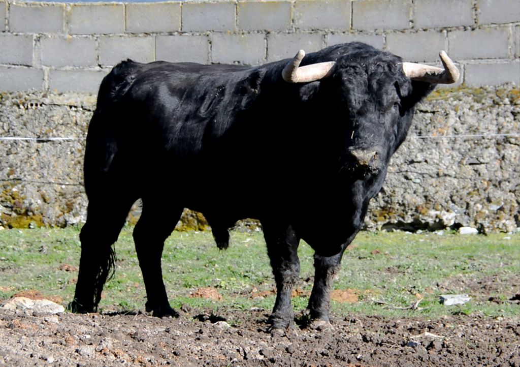 108-Langosto, de Puerto de San Lorenzo