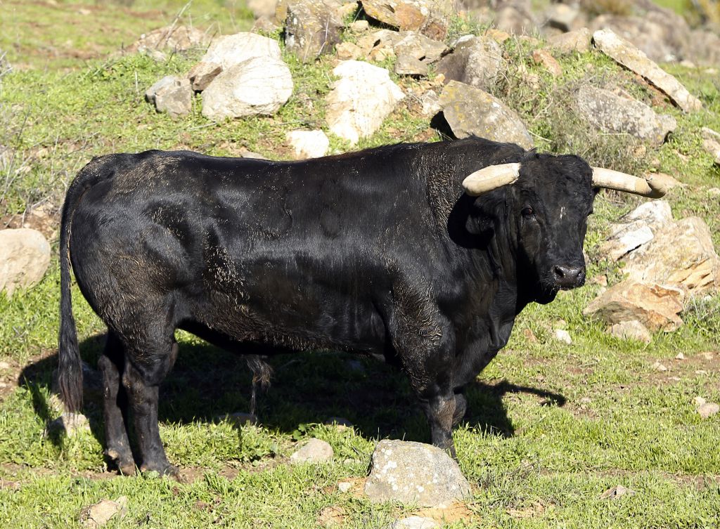 38-Nardito, de Parladé