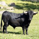 Camada de Cuadri para 2019