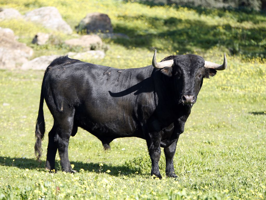 Camada de Cuadri para 2019