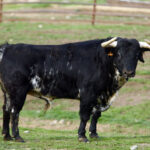 48-Indeciso, de Parladé